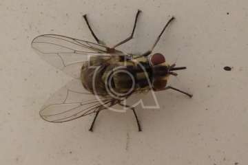 'Mosqueo' en aumento en Melenara y Salinetas (Foto TA)